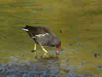 Gallinule poule-d'eau Gallinula chloropus