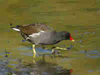 Gallinule poule-d'eau Gallinula chloropus