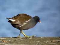 Gallinule poule-d'eau Gallinula chloropus