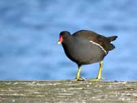 Gallinule poule-d'eau Gallinula chloropus