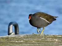 Gallinule poule-d'eau Gallinula chloropus