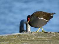 Gallinule poule-d'eau Gallinula chloropus