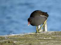 Gallinule poule-d'eau Gallinula chloropus