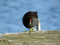 Gallinule poule-d'eau Gallinula chloropus