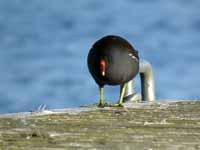 Gallinule poule-d'eau Gallinula chloropus