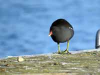 Gallinule poule-d'eau Gallinula chloropus