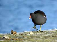 Gallinule poule-d'eau Gallinula chloropus