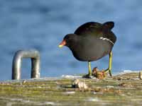 Gallinule poule-d'eau Gallinula chloropus