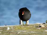 Gallinule poule-d'eau Gallinula chloropus