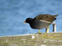 Gallinule poule-d'eau Gallinula chloropus