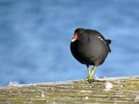 Gallinule poule-d'eau Gallinula chloropus