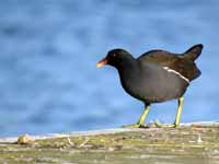 Gallinule poule-d'eau Gallinula chloropus