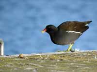 Gallinule poule-d'eau Gallinula chloropus