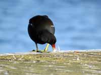 Gallinule poule-d'eau Gallinula chloropus