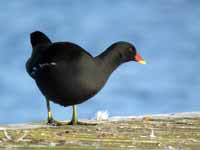 Gallinule poule-d'eau Gallinula chloropus