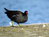 Gallinule poule-d'eau Gallinula chloropus