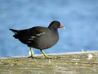 Gallinule poule-d'eau Gallinula chloropus