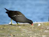 Gallinule poule-d'eau Gallinula chloropus