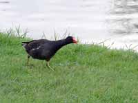 Poule d'eau Gallinula chloropus