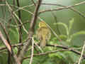 Pouillot Þtis Phylloscopus trochilus