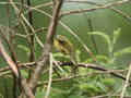 Pouillot Þtis Phylloscopus trochilus