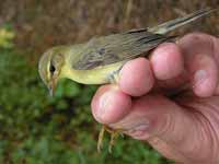 Pouillot fitis Phylloscopus trochilus