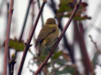 Pouillot véloce Phylloscopus collybita