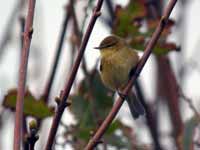 Pouillot véloce Phylloscopus collybita