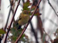 Pouillot véloce Phylloscopus collybita