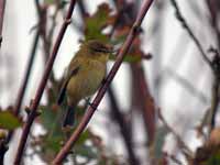 Pouillot véloce Phylloscopus collybita