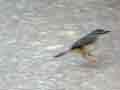 Prinia modeste Prinia subflava