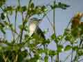 Prinia modeste Prinia subflava
