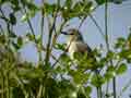 Prinia modeste Prinia subflava