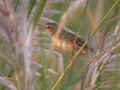 Prinia simple Prinia inornata