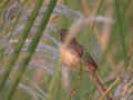 Prinia simple Prinia inornata