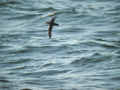 Puffin des Baléares Puffinus mauretanicus