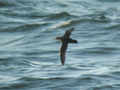 Puffin des Baléares Puffinus mauretanicus