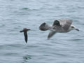 Puffin des Baléares Puffinus mauretanicus