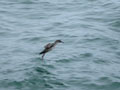 Puffin des Baléares Puffinus mauretanicus