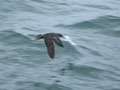 Puffin des Baléares Puffinus mauretanicus