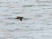 Puffin des Baléares Puffinus mauretanicus