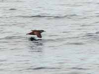 Puffin des Baléares Puffinus mauretanicus