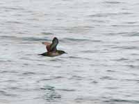 Puffin des Baléares Puffinus mauretanicus