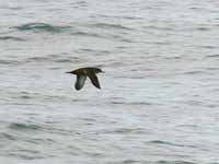 Puffin des Baléares Puffinus mauretanicus