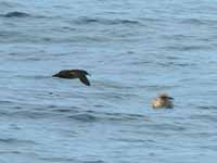 Puffin des Baléares Puffinus mauretanicus