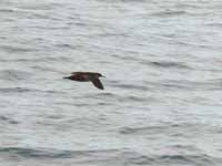 Puffin des Baléares Puffinus mauretanicus