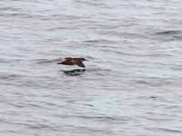 Puffin des Baléares Puffinus mauretanicus