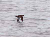 Puffin des Baléares Puffinus mauretanicus