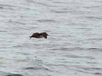 Puffin des Baléares Puffinus mauretanicus