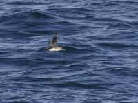 Puffin des Baléares Puffinus mauretanicus